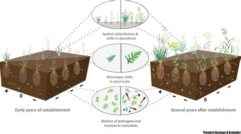 PlantSoil Feedbacks And Temporal Dynamics Of Plant Diversity