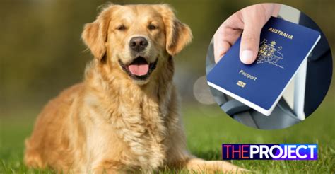 Dog Eats Owners Passports Days Before Dream Wedding In Italy Network Ten