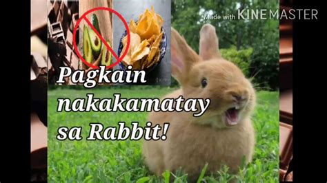 Foods That Are Fatal To Rabbit Pagkain Nakakamatay Sa Rabbit YouTube