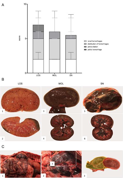 Pathogens Free Full Text Pathology Of African Swine Fever In Wild Boar Carcasses Naturally