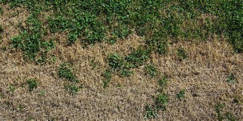 How To Fix Dry Grass And Brown Spots On Your Lawn Trendradars