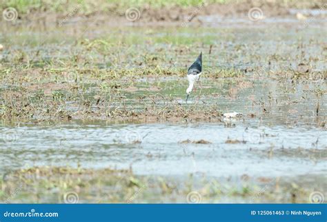 Bird Migration through Vietnam: Black Winged Stilt Stock Image - Image ...