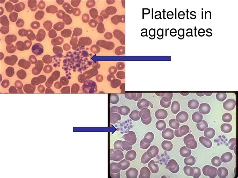 Histology of Blood tissue - ppt download 