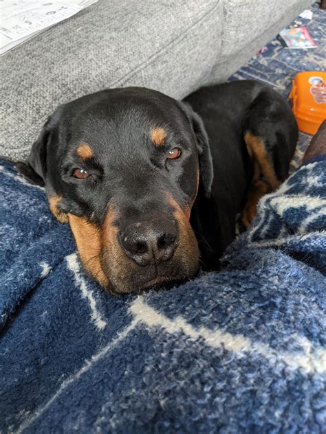 He Loves To Cuddle And Stares At Me Like This 🥺 R Rottweiler