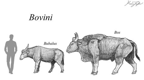 Bovini by IllustratedMenagerie on DeviantArt