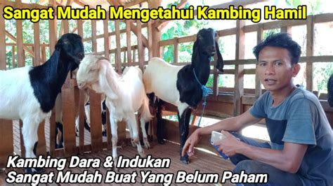 Ciri Ciri Kambing Hamil Bulanberapa Lama Usia Kebuntingan Kambing