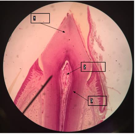 Oral And Nasal Cavity Histology Flashcards Quizlet