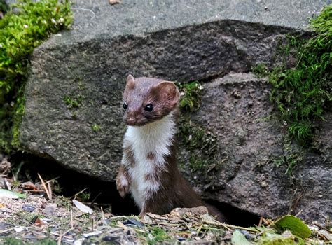 Weasel Long Tailed Nature Free Photo On Pixabay Pixabay