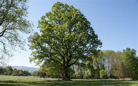 Roble Común Qué Es Características Hábitat Cuidados Usos