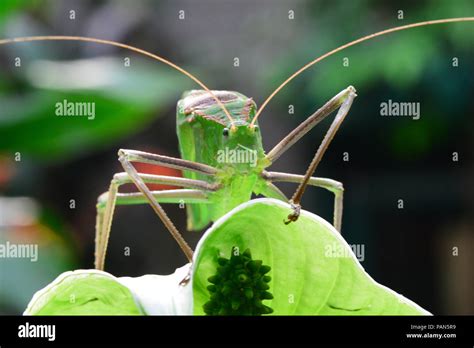 Giant Long Legged Katydid Hi Res Stock Photography And Images Alamy