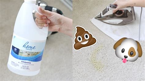 What Is The Best Way To Remove Pet Urine Stains From Carpet