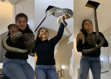 Video Australian Woman Catches Massive Pythons