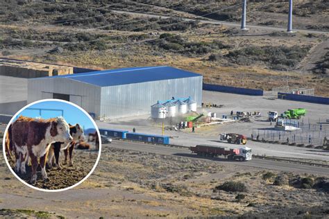 Ultiman Detalles Para La Gran InauguraciÓn Del Feedlot Pioneros La