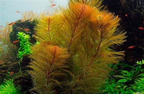 Перистолистник рорайма (Myriophyllum cf. aquaticum «Roraima»)