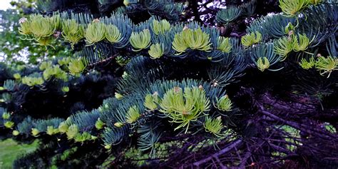 Abies Concolor Pinaceae Image At Phytoimages Siu Edu