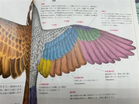 羽の構造 鳳来寺山自然科学博物館友の会のページ