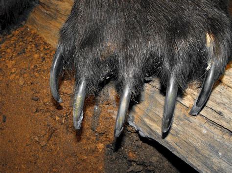 Bear claws stock photo. Image of bear, detail, black - 19079702