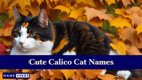 Calico Cat Names 299 Cool Names For Calico Cats