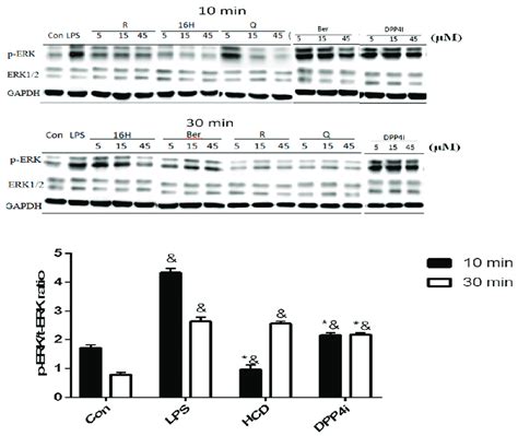 Erk Phosphorylation Change After Selected Natural Compounds Treatment