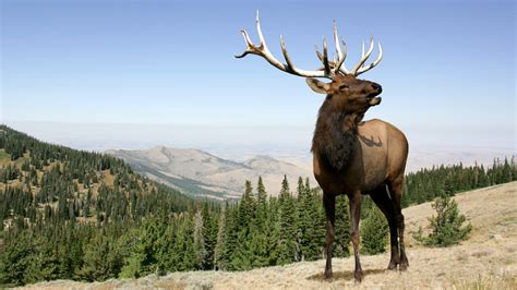 Angry Bull Elk Lets Yellowstone Tourist Know He S Too