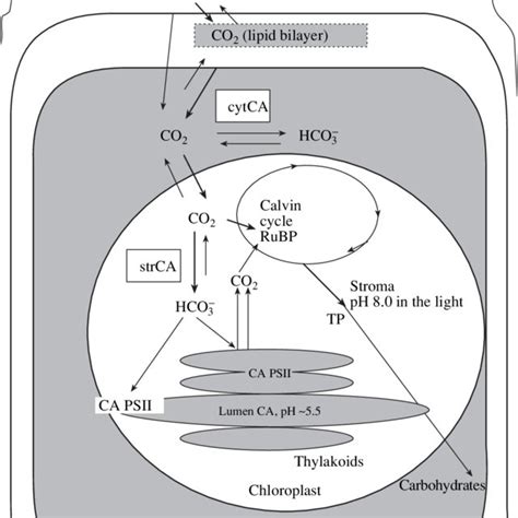 Pdf Diversity In Forms And Functions Of Carbonic Anhydrase In