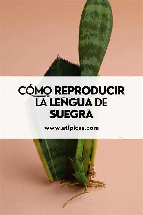 C Mo Reproducir La Sansevieria Trifasciata Lengua De Suegra Lengua