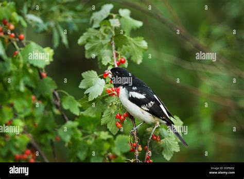 Male Rose Breasted Grosbeak Stock Photo Alamy
