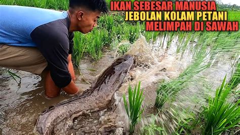 Astaga Panen Ikan Indukan Sebesar Bayi Jebolan Kolam Sawah Milik