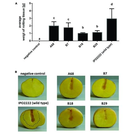 Ability Of Four Dickeya Solani Ipo2222 Tn5 Mutants To Cause Download Scientific Diagram