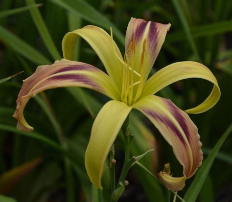 Photo Of The Bloom Of Daylily Hemerocallis Tennessee Flycatcher