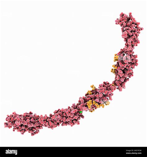 Cell Adhesion Protein Molecular Model Of The Ectodomain Of The Cell