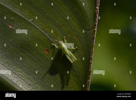 Great Green Bush Cricket Larva Tettigonia Viridissima In The Wild