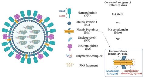 Structural Representation Of Influenza A Virus Particle And Its