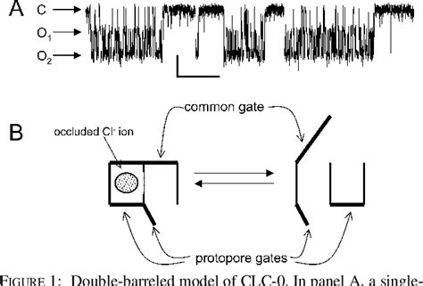 Figure From Structural Insights Into Chloride And Proton Mediated