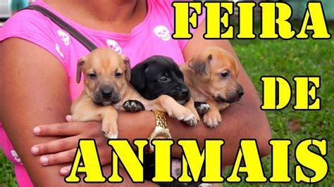 VLOG Um dia de feira de doação de animais YouTube