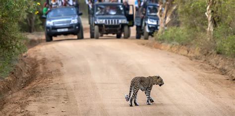 Days Sri Lanka Tour Package Regencyholidays