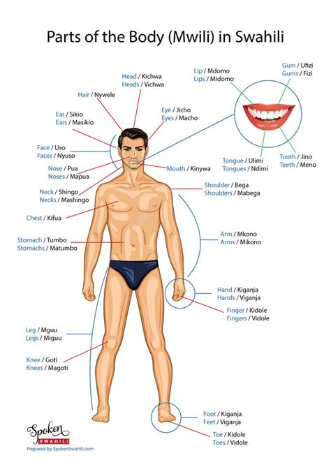 Learn How The Various Parts Of The Body Are Called In Swahili