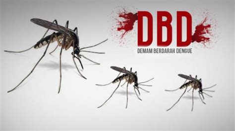 Kasus Demam Berdarah Meningkat Di Tahun 2024 Ini Tips Pencegahan DBD