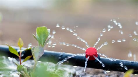 Drip Irrigation Vs Soaker Hose Which Is Better Angi