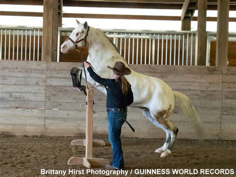 Watch: Horse Without Eyes Recognized For Three Guinness World Records ...