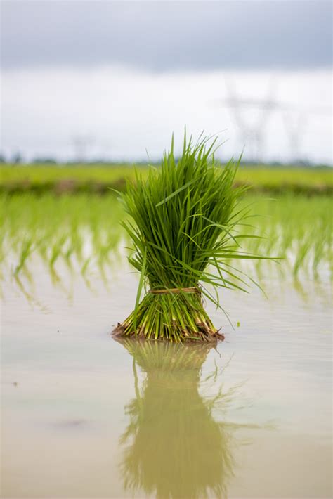 What is Khazan Farming System? Know all about estuarine agriculture here