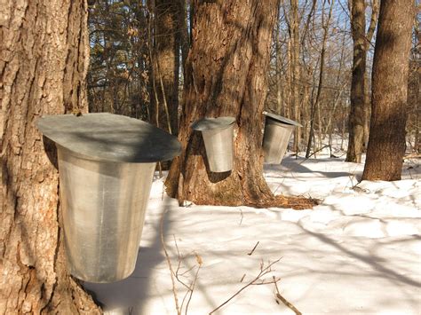 This Is Our Forest Climate Change Means Uncertain Future For Maple