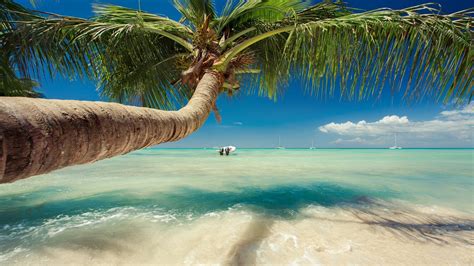 Landscape Sea Bay Water Nature Shore Sand Beach Coast Palm