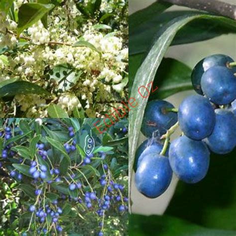 Woolah Hard Quandong Elaeocarpus Obovatus Seeds Bush Tucker Plant