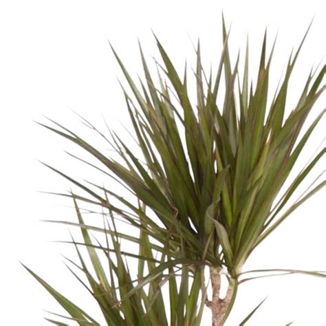 Dracaena Marginata Kopen PlantenShop24