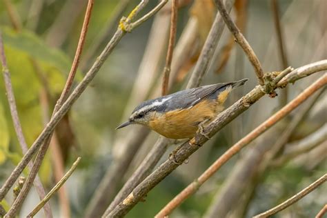 Red Breasted Nuthatch Female Tony Spane Flickr