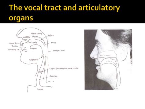 Vocal Tract Anatomy - Anatomical Charts & Posters