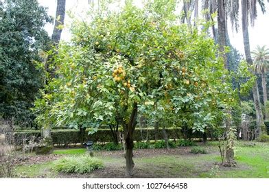 Seville Orange Trees Stock Photo 1027646458 | Shutterstock