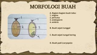 Botani Tanaman Saccharum Officinarum Tebu Morfologi Lengkap Tanaman