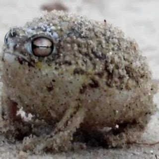 Desert Rain Frog Facts and Pictures